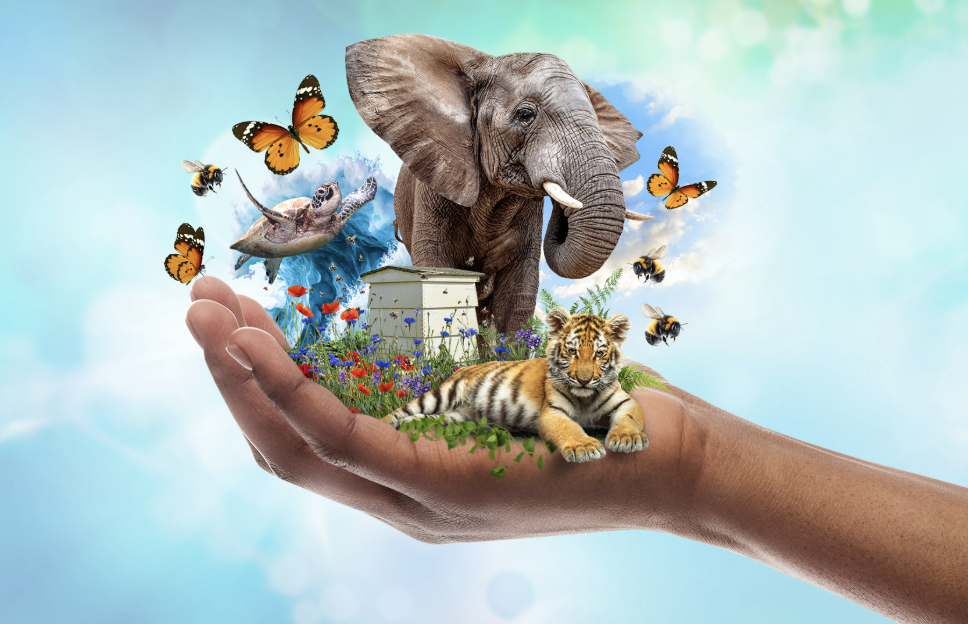 Save Our Wildlife